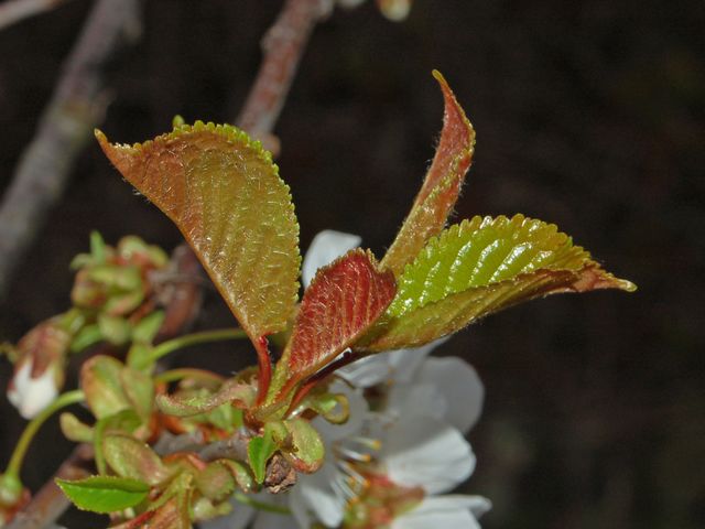 Prunus avium e Crataegus monogyna